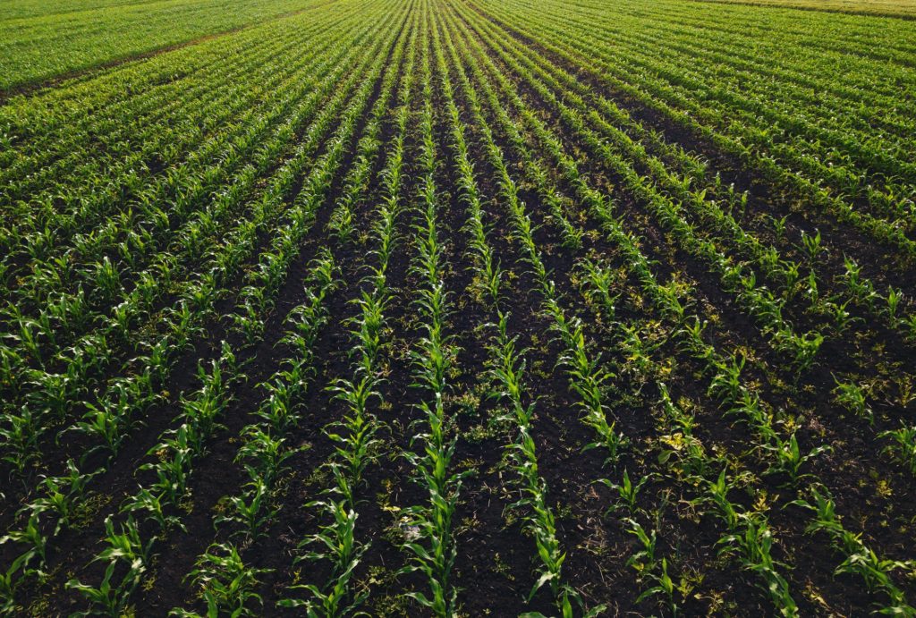 Aerial view of corn crops field with weed