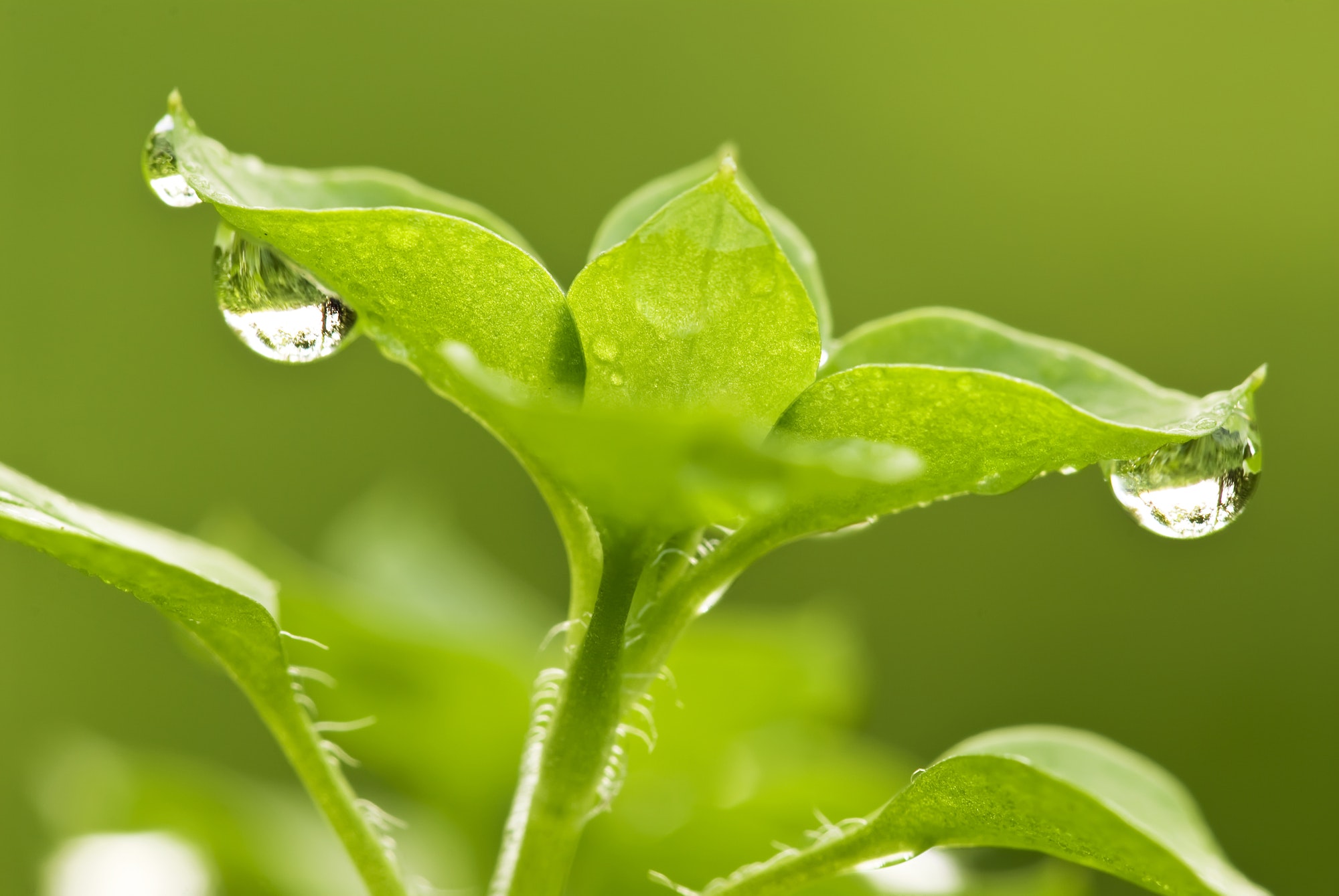 Dew Drops