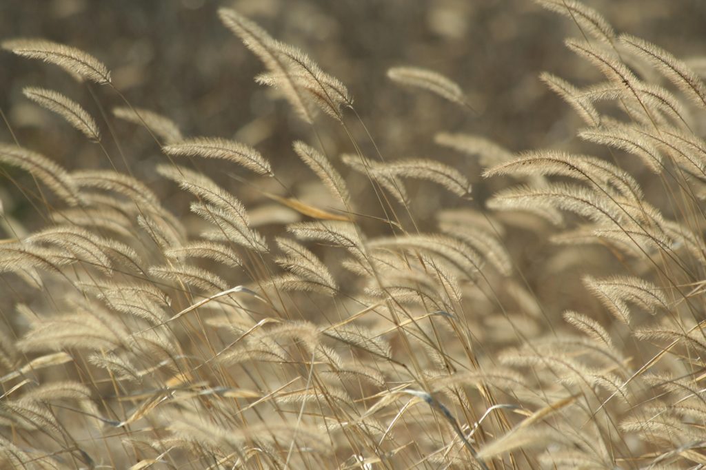 Foxtail weeds in autumn