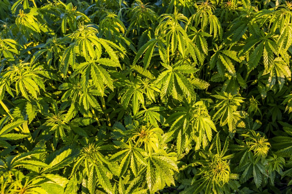 Green bushes of marijuana. Close up view of a marijuana cannabis bud