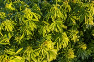 Green bushes of marijuana. Close up view of a marijuana cannabis bud