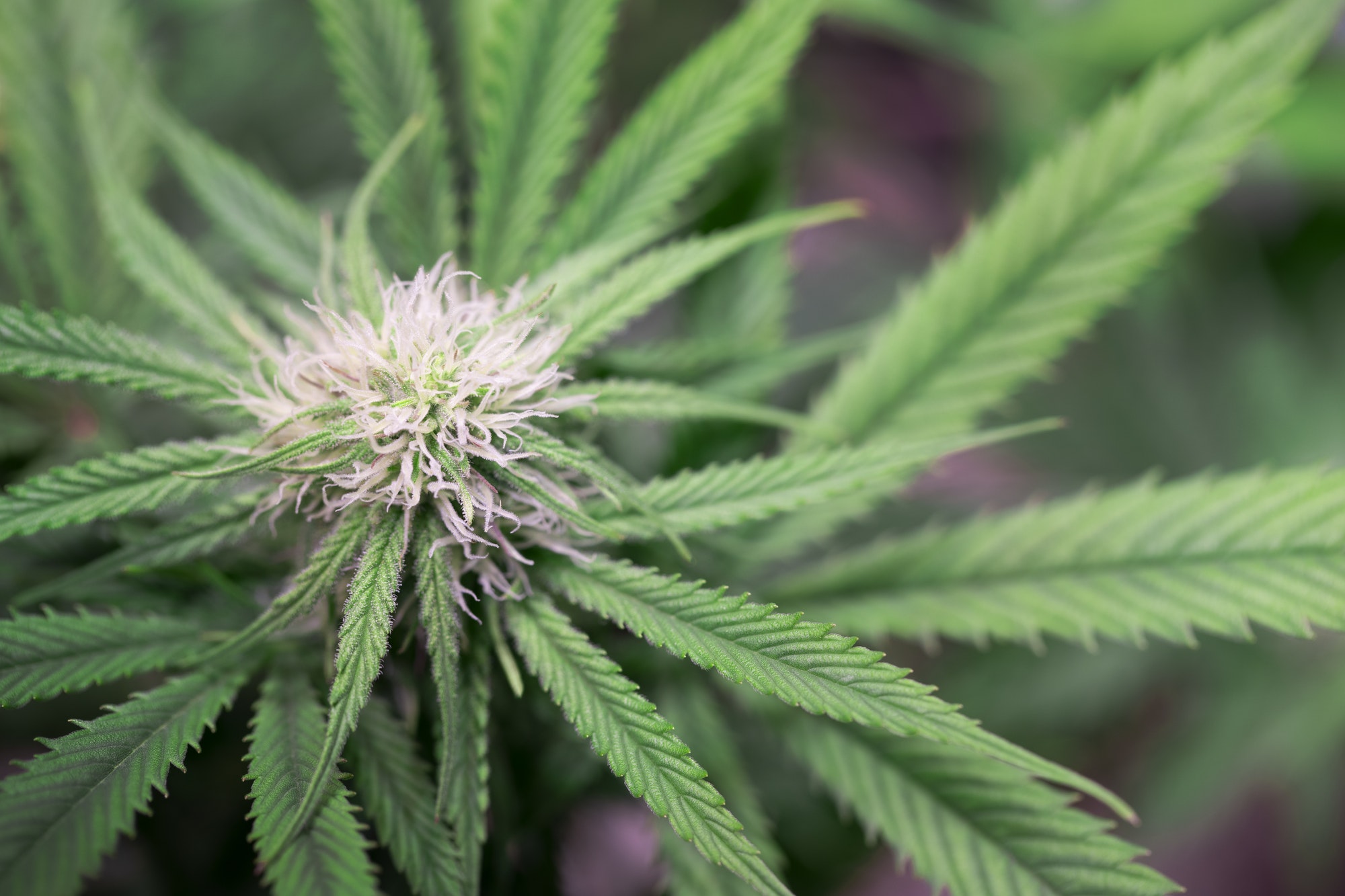 Marijuana Bud