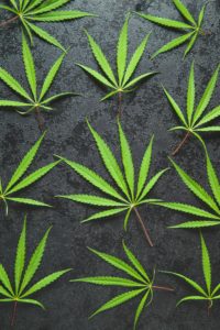Marijuana cannabis leaves.
