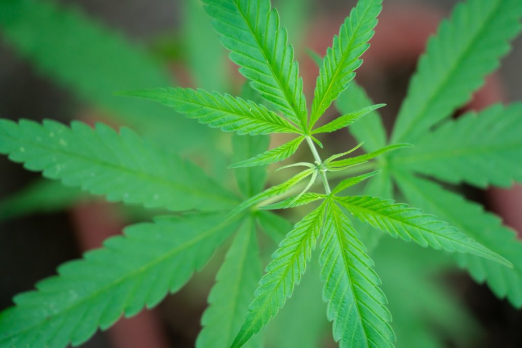 Marijuana in pod