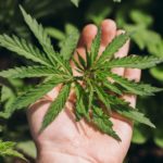 Marijuana leaves in farmers hands.