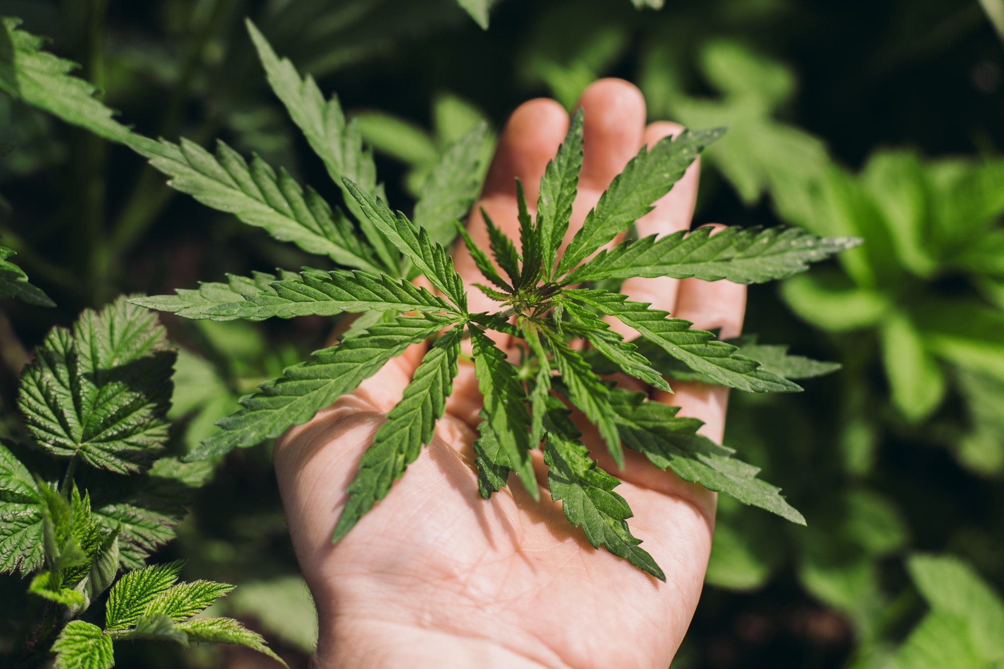 Marijuana leaves in farmers hands.