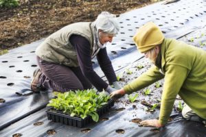 Two people planting seedling plant plugs into the soil, in holes created in moisture retaining weed