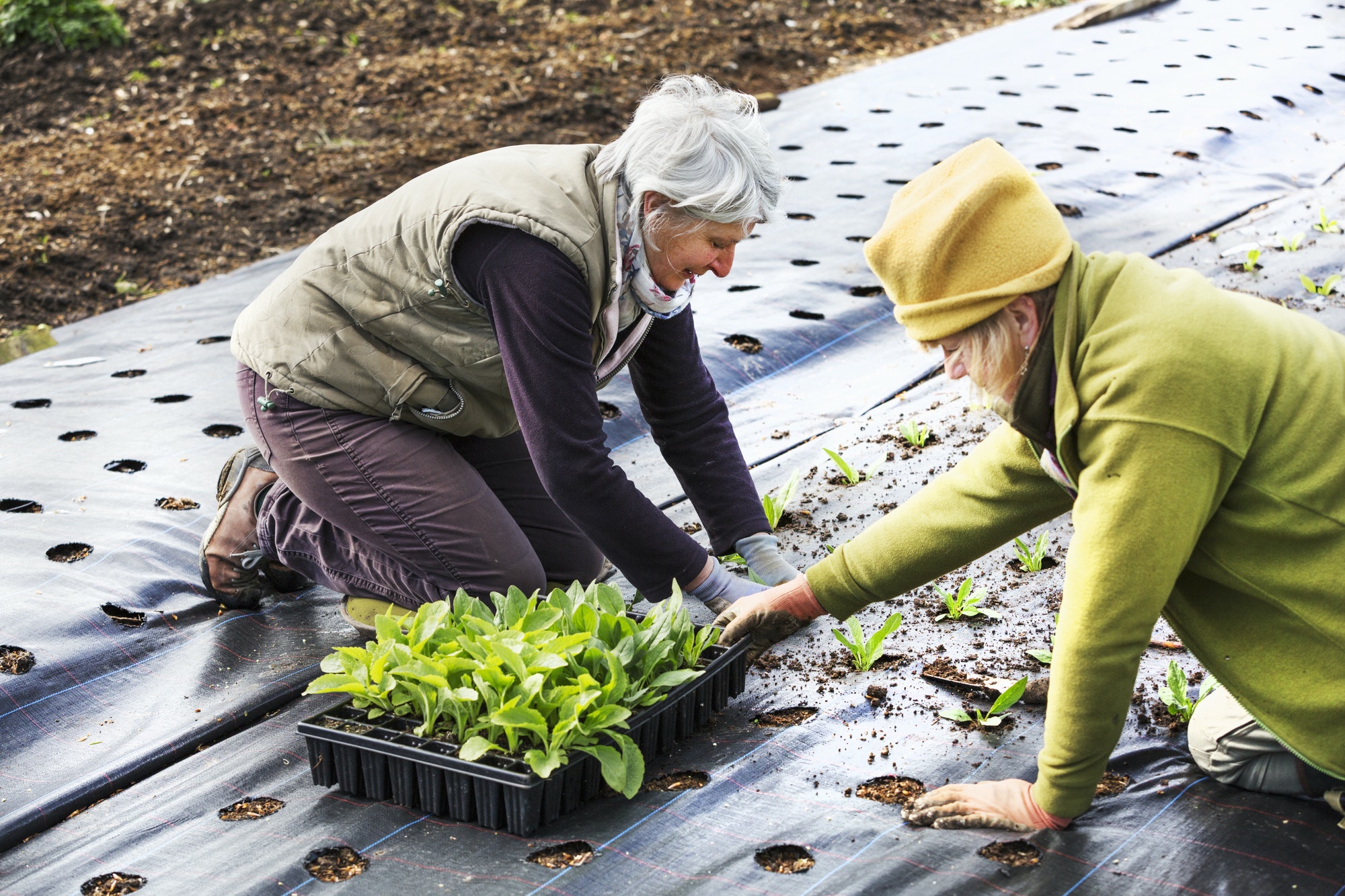 Two people planting seedling plant plugs into the soil, in holes created in moisture retaining weed