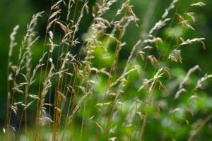 Weed grass in the sunlight