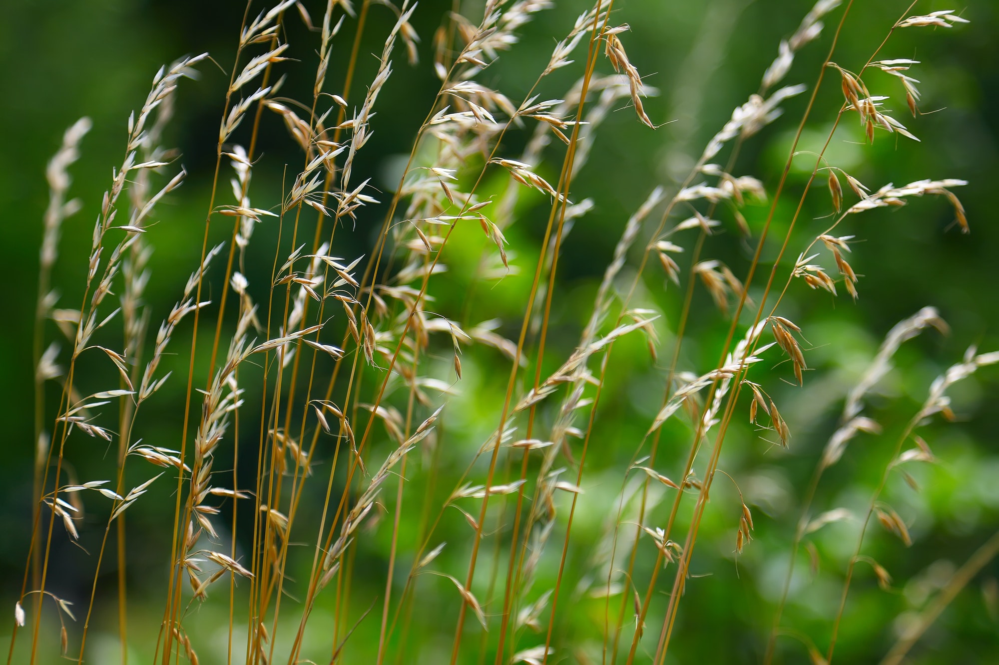 Weed grass in the sunlight
